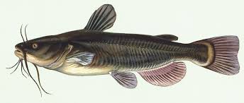 Likely so named for its prominent barbels like a cat's whiskers. Catfish Wikipedia