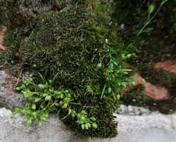 Image result for Sagina abyssinica