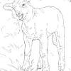 Print and color spring pdf coloring books from primarygames. 1