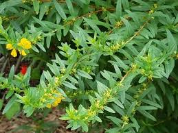 Image result for Heimia salicifolia