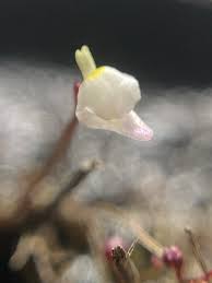 Image result for Utricularia arenaria