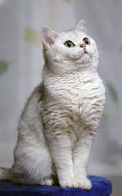 British golden chinchilla deduced on the same principles as the cats silver color. 19 Brtish Shorthair Chinchilla Ideas British Shorthair Cats Cat Love Beautiful Cats