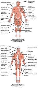 There are over 630 muscles in the human body; Human Musculoskeletal System Wikipedia