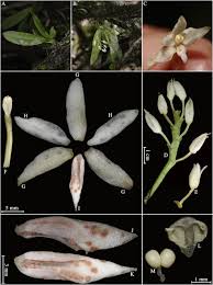 Image result for Achyrospermum laterale