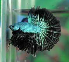 Item Fwbettashm1447392264 Black Green Dragon 5460 Ends Thu Nov 12 2015 11 24 24 Pm Cdt Green Dragon Pet Birds Betta Fish