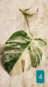 They produce less chlorophyll, and as such photosynthesize a great deal less. Monstera Deliciosa Variegata Steckling Hoher Weissanteil In Nordrhein Westfalen Lage Ebay Kleinanzeigen Monstera Stecklinge Pflanzen
