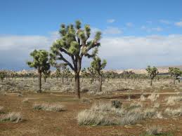 Michael was elected district attorney of san bernardino county in 2002 where he responded to criminal. State Grants Temporary Endangered Species Protections For Joshua Trees California Globe
