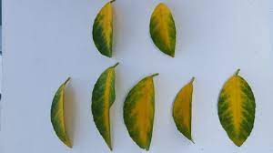 Have you ever wondered if you could turn a lemon seed into a lemon tree? Is There Any Hope For My Meyer Lemon Tree Yellowing Leaves