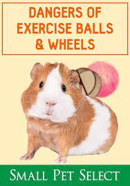 Pin On Guinea Pigs