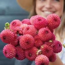 Köp Boll Dahlia 'Wine Eyed Jill' 1st hos din trädgårdsmästa
