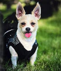 This is my baby Roxy Rose 🖤 My husband & I adopted her when she was just 5  weeks old. We were told she's chihuahua/lhasa apso but we'd really like to  know