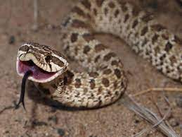 Hognose Snake Western One Of My Favorites That Face Hognose Snake Western Hognose Snake Scary Snakes
