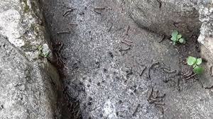 Ulat gonggok'un fotoğraflarını görmek için giriş yap veya bir hesap oluştur. Ulat Gonggok