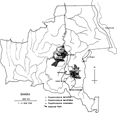 Image result for Psophocarpus lancifolius