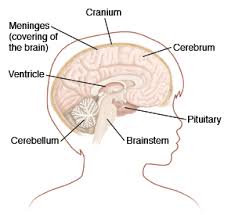 This may be done by physical and occupational therapists. Types Of Brain Tumors In Children