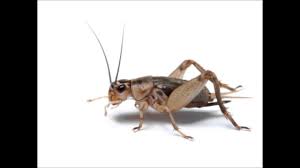 Cricket Sound Effect Youtube