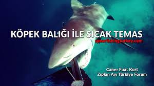 Kopek Baligi Ile Sicak Temas Zipkinci Gunlugu Fotografli Av Paylasimlari Zipkin Avi Turkiye Forum