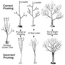 Fruit trees which are pruned to their maximum size will produce the greatest amount of fruit. Fruit Trees Benefits Of Pruning Fruit Trees