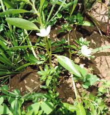 Image result for Ludwigia adscendens