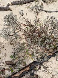 Image result for Salacia erecta
