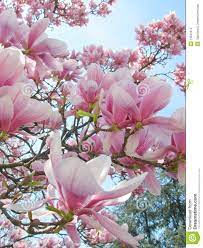 Magnolia Flowers 13341214 Jpg 1 065 1 300 Pixels Beautiful Flowers Magnolia Flower Magnolia Trees