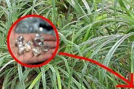 Untuk bisa membuat lumut tumbuh di dalam pot, lebih tepatnya di atas media tanam bonsai, yakni ada 2 cara. Ternyata Tanaman Ini Bisa Bikin Kita Kaya Mendadak Kok Bisa Semua Halaman Suar