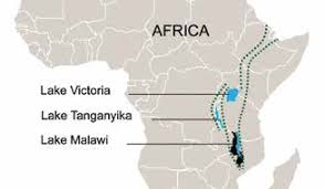 Image result for Habenaria debeerstiana