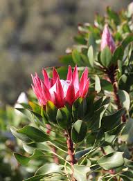 Image result for Protea madiensis