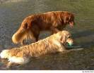 Resultado de imagen de perro golden retriever