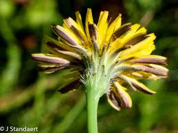 Image result for Hypochaeris