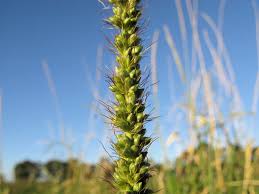 Image result for Setaria incrassata