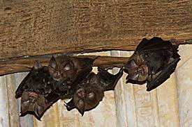 Comment Faire Sortir Une Chauve Souris De La Maison