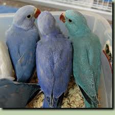 Blue Bird With White Ring Around Neck Pin On Color Inspiration