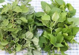 Sayur bayam mempunyai pelbagai jenis mengikut warna mahupun bentuk bayam tersebut. 15 Manfaat Dan Khasiat Bayam Pasir Untuk Kesehatan