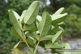 Image result for Tephrosia acaciifolia