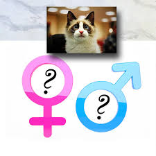 Both male and female cats can be orange or black because the gene that controls orange fur color is on the x chromosome. Are Male Cats Better Than Females Poc