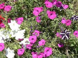 Petunien gehören wegen ihrer großen, offenen blüten in verschiedenen farben zu den beliebtesten zierpflanzen.die erste in kultur gezogene art soll 1823 petunia axillaris gewesen sein, im jahr 1825 wurde ein beitrag über diese art in curtis's botanical magazine veröffentlicht. Petunien Wikipedia
