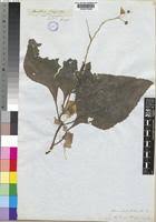 Image result for Adenostemma viscosum