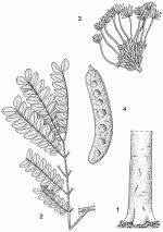 Image result for Albizia adianthifolia