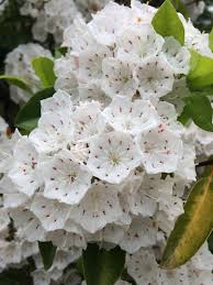 Native Mountain Laurel Each And Every Stamen Is Spring Loaded Cicek