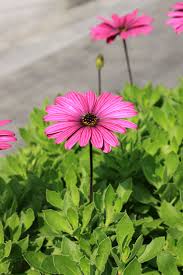 Maybe you would like to learn more about one of these? Flowers Pink Nature Plants Summer Romantic Macro Garden Floral Petal Pxfuel