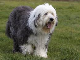 Bobtail Old English Sheepdog English Sheepdog Dog Friends