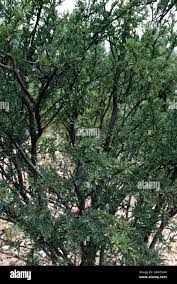 Image result for Boscia albitrunca