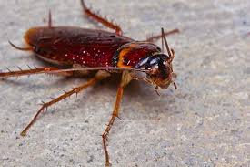 cockroach prevention how to prevent