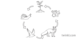 This is a simple lesson designed to teach kids how living things obtain energy from food and how this energy is passed on from one organism. Simple Food Chain Science Animals Ecology Secondary Black And White Rgb