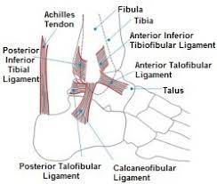 The ankle includes three joints: Foot And Ankle Anatomy Bones Muscles Ligaments Tendons