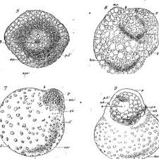 Is tb joshua dead : Pdf Embryotoxicite De Contaminants Metalliques Et Organiques Chez L Escargot Helix Aspersa Embryotoxicity Of Metallic And Organic Chemicals In The Land Snail Helix Aspersa