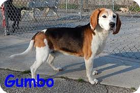 You get to know them, and we match them up with. Erie Pa Beagle Meet Gumbo A Pet For Adoption