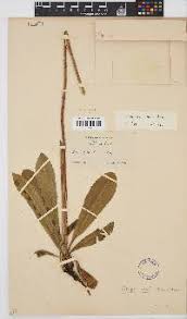 Image result for Globimetula rubripes