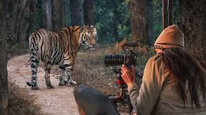 Lion & Tiger Safari in Mumbai ...